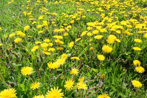Yellow dandelion on meadow in spring Stock Photos