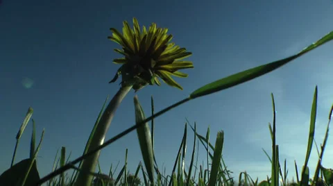 Yellow dandelion next to sky Stock Footage 33826593
