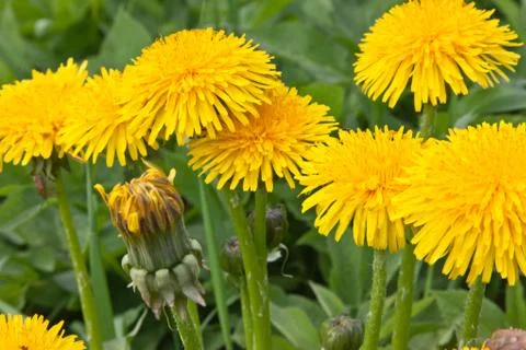 Yellow dandelion Stock Photos