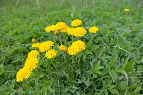 Yellow dandelion Stock Photos