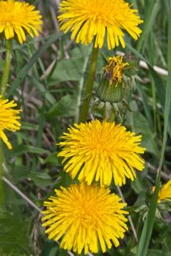Yellow dandelion Stock Photos