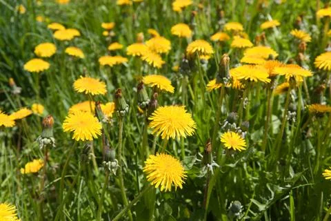 Yellow dandelion Stock Photos