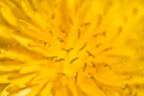 Yellow dandelion. 写真素材