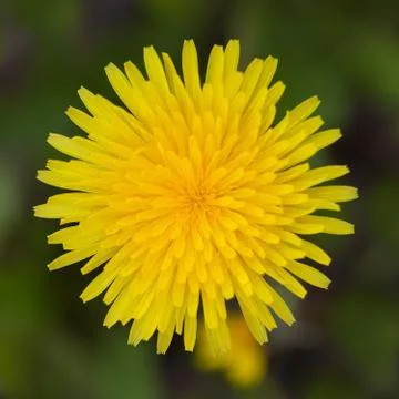 Yellow dandelion Stock Photos