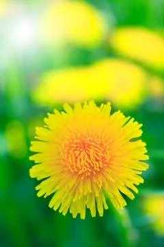 Yellow dandelion Stock-Fotos