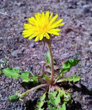 Yellow dandelion Stock Photos