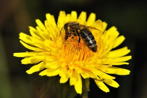 Yellow dandelion Stock Photos