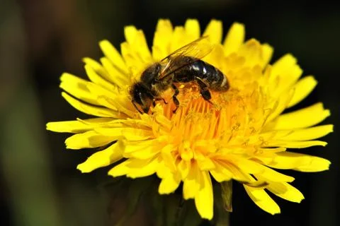 Yellow dandelion Stock Photos