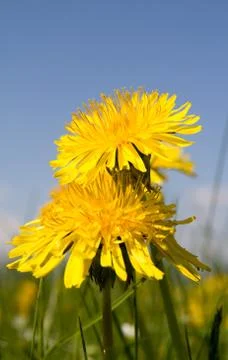 Yellow dandelion Stock Photos