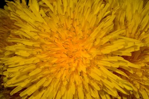 Yellow Dandelion Stock Photos