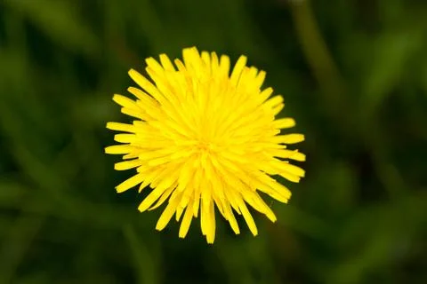 Yellow dandelion 库存照片