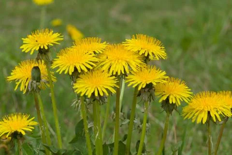 The yellow dandelion Stock Photos