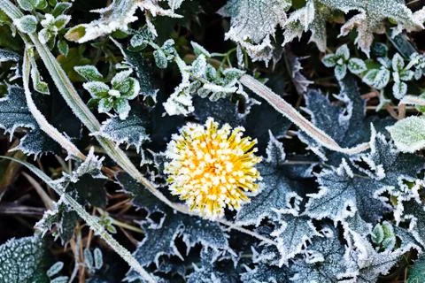 Yellow dandelion Stock Photos