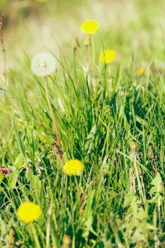 Yellow dandelion Stock Photos