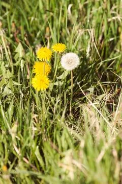 Yellow dandelion Stock Photos