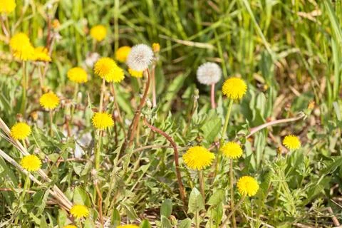 Yellow dandelion Stock Photos