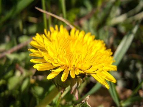 Yellow Dandelion Stock Photos