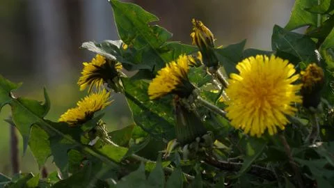 Yellow dandelion Stock Photos