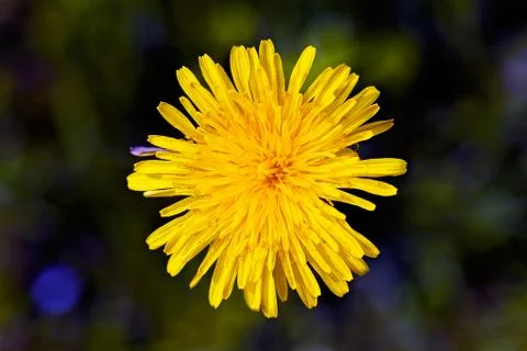Yellow dandelion Free Stock Photos