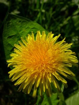 Yellow Dandelion Stock Photos