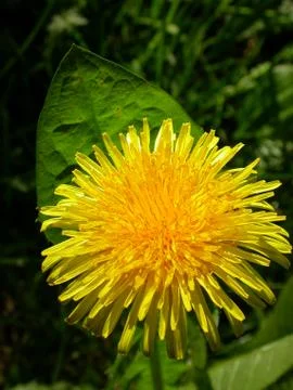 Yellow Dandelion Stock Photos