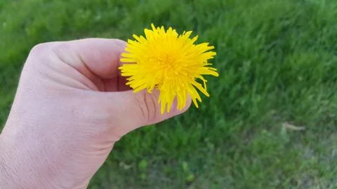 Yellow dandelion Stock Photos