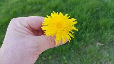 Yellow dandelion Stock Photos