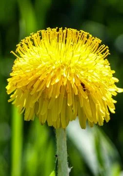 Yellow dandelion Stock Photos