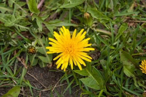 Yellow dandelion Stock Photos