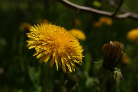 Yellow dandelion Stock Photos