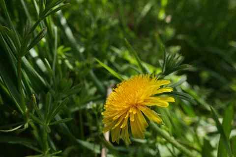 Yellow dandelion Stock Photos