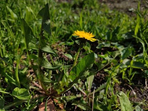 Yellow dandelion Stock Photos