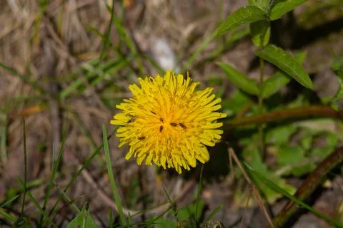 Yellow Dandelion 스톡 사진