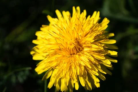 Yellow dandelion Stock Photos