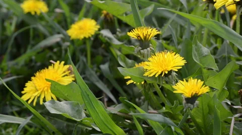 Yellow Dandelion Rack Focus Video stock 45762296
