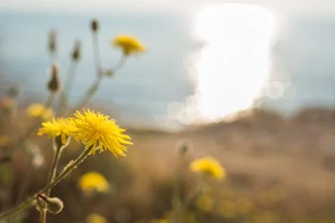 Yellow dandelion in the rays of sunlight Foto stock