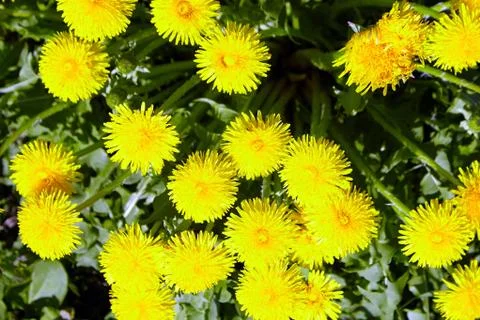 Yellow dandelion spring flowers Stock Photos