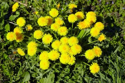 Yellow dandelion spring flowers Foto stock
