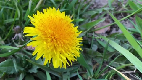 Yellow dandelion, spring primrose Stock Footage 239867615