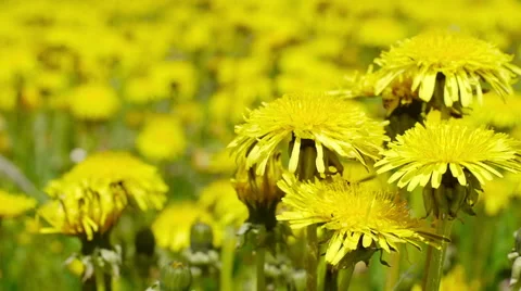 Yellow dandelion swaying in the wind 스톡 동영상 50450029