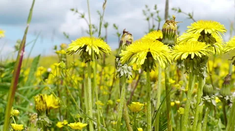 Yellow dandelion swaying in the wind 스톡 동영상 50450037