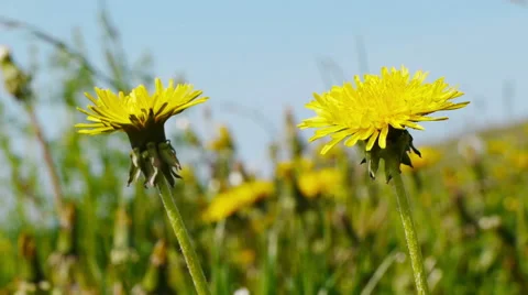 Yellow dandelion swaying in the wind 스톡 동영상 50500930