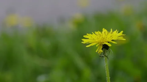 Yellow dandelion sways in the wind. The grass in the background is out of f.. Stock Footage 241256758