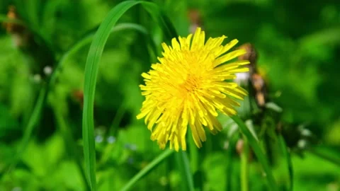 Yellow dandelion sways in the wind on a sunny summer day Stock Footage 201213609