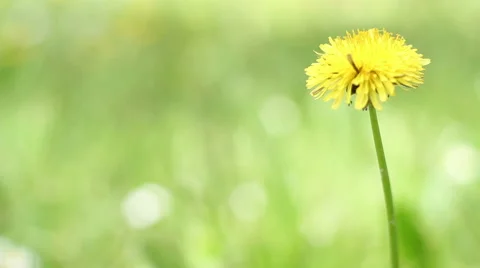 Yellow Dandelion Video Background Vidéo 62232742
