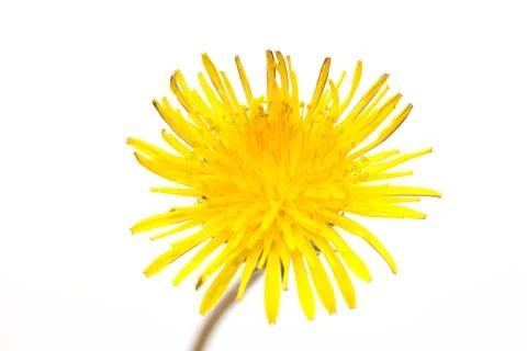 Yellow dandelion on a white background Stock Photos