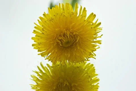 Yellow dandelion on a white background Stock Photos