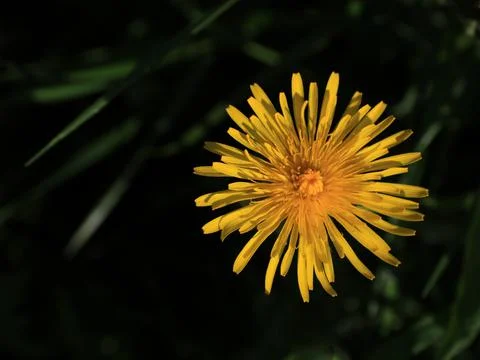 Yellow dandelion, wild spring flower. Stock Photos