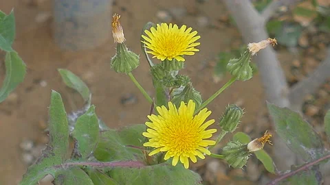 Yellow dandelion on wind 스톡 동영상 93863560