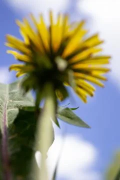 Yellow dandelions against a blue sky close-up. Stock Photos